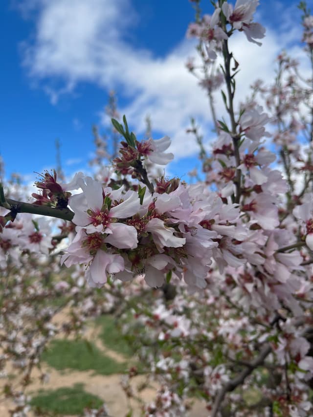 Flor de almendro